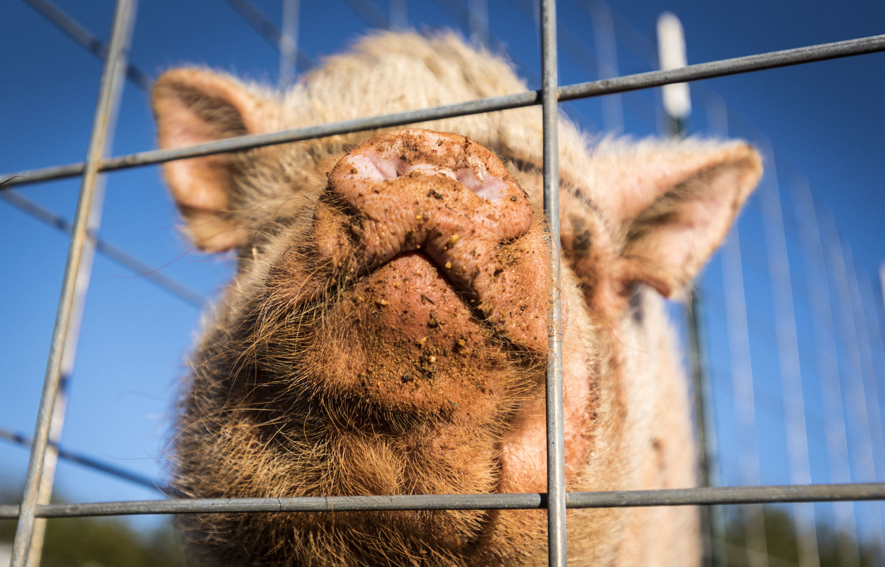 Pigs